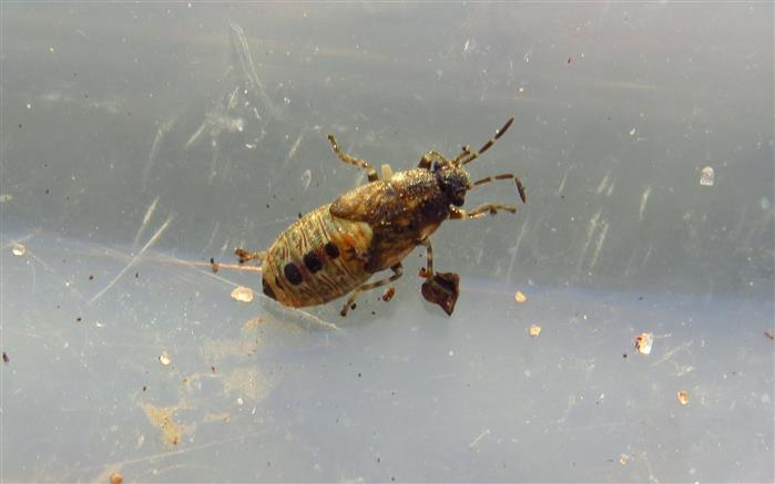 Lygaeidae:  ninfa di Heterogaster urticae